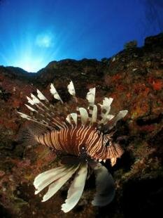 Sun Divers Ile maurice
