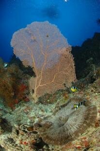 Mauritian Scuba Diving Association