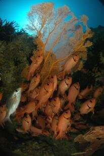 Mauritian Scuba Diving Association