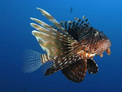 Mauritian Scuba Diving Association