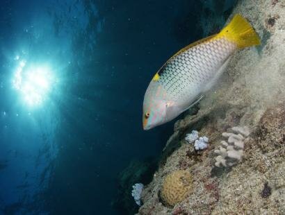 Mauritian Scuba Diving Association