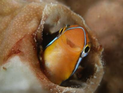 Mauritian Scuba Diving Association