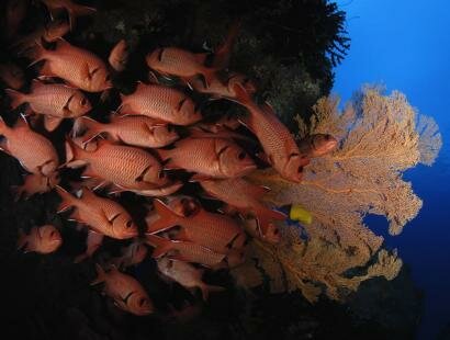 Mauritian Scuba Diving Association