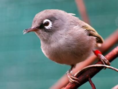 The Olive White-eye at Ile aux Aigrettes Reserve Naturelle in Mauritius Ile aux Aigrettes Reserve Naturelle Mauritius