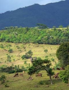 Le Chasseur Mauricien