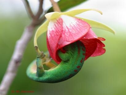 Gecko a l'Ile aux Aigrettes Reserve Naturelle de l'Ile Maurice Ile aux Aigrettes Reserve Naturelle Ile Maurice