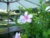 Le Jardin de Beau Vallon Restaurant, Mauritius