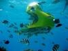 Un Scooter sous-marin de Blue Safari en plong�e a l'Ile Maurice Blue Safari Submarine Ile Maurice