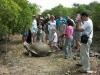Tortue geante d'Aldabra a l'Ile aux Aigrettes a l'Ile Maurice Ile aux Aigrettes Reserve Naturelle Ile Maurice