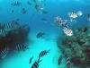 Mauritian Scuba Diving Association