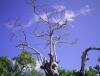 Arbre Endemique a l'Ile aux Aigrettes Reserve Naturelle de l'Ile Maurice Ile aux Aigrettes Reserve Naturelle Ile Maurice