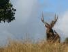 Le cerf de java a l'Ile Maurice Le Chasseur Mauricien