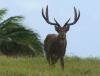 Le Chasseur Mauricien