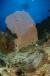 Mauritian Scuba Diving Association