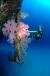 Mauritian Scuba Diving Association