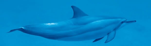 Swim with the dophins