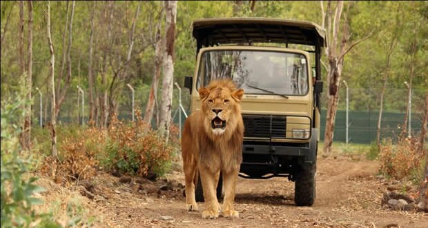 Drive Through at the Casela Yemen in Mauritius