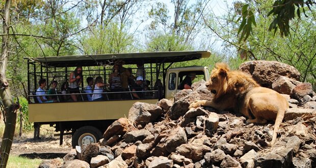 Drive Through at Casela Yemen in Mauritius