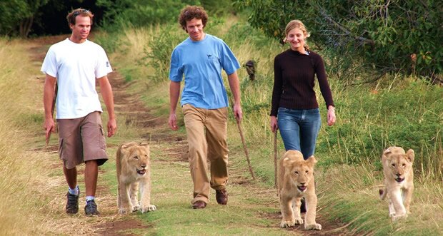 Rencontre avec les Lions a Casela Yemen a l'Ile Maurice Rencontre avec les Lions a Casela Yemen a l'Ile Maurice