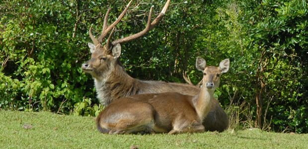 Deers at Domaine des 7 Vallées in Mauritius