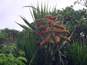 Bois chandelle, Dracaena concinna