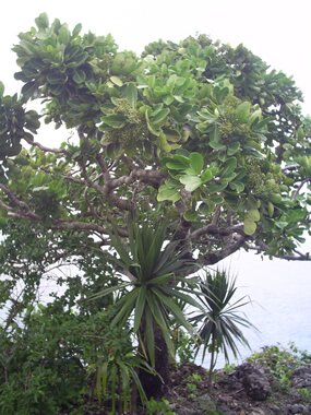 Bois de boeuf, Gastonia mauritiana