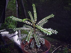 Bois de catafaille noir, Zanthoxyllum heterophyllum