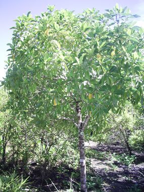 Bois de rat, adulte