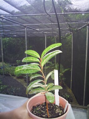 Bois perroquet, Olax psittacorum