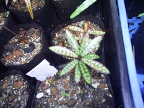 Bois pintade, myonima nitens