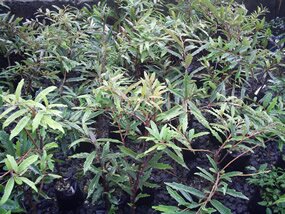 Bois tambour, Tambourissa quadrifida