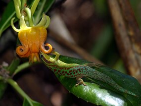 Day Gecko pollinating Liane Rousseau