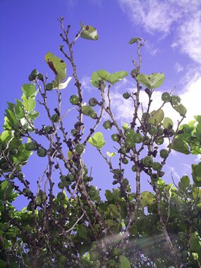 Diospyros egrettarum, bois ebene