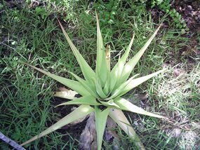 Mazambron, Lomatophyllum tormentori