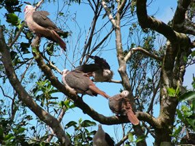 Pink Pigeon - pwood