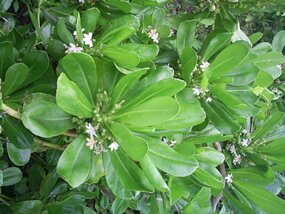 Scaevola taccada, veloutier vert