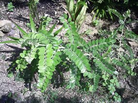 Sophora tomentosa