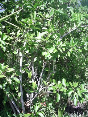 bois poudre, Maytenus pyria
