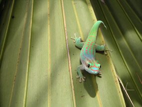 day gecko 2