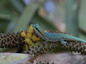 gecko 1.jpg