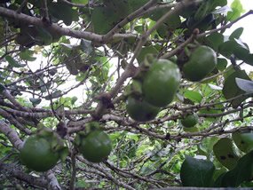 fruits du bois d'ebene, Diospyros egrettarum