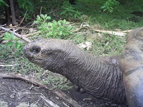 giant tortoise 2
