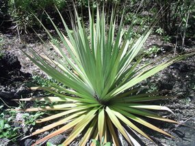 vacoas juvenile