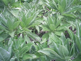 veloutier d'argent, Tournefortia argentea