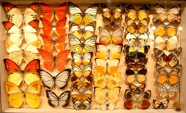 Butterfly Collection at La Vanille Mauritius