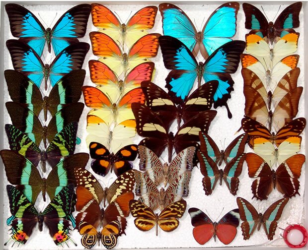Butterfly collection - La Vanille Mauritius