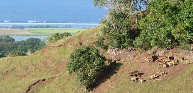 Deer hunting in Mauritius