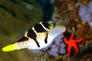 Diving in Mauritius