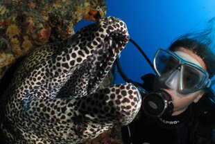 Scuba Diving Mauritius Scuba Diving Mauritius